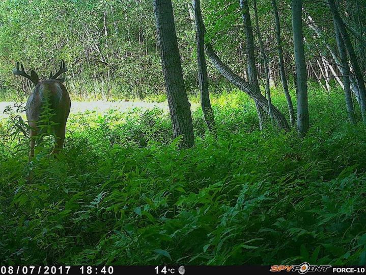 Territoires agro forestiers; les champs de cultures. Patrick Bayard en collaboration avec Louis Gagnon