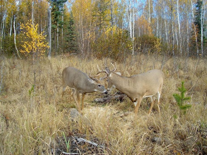 La technique du 3-3-3; par Mathieu Dumont