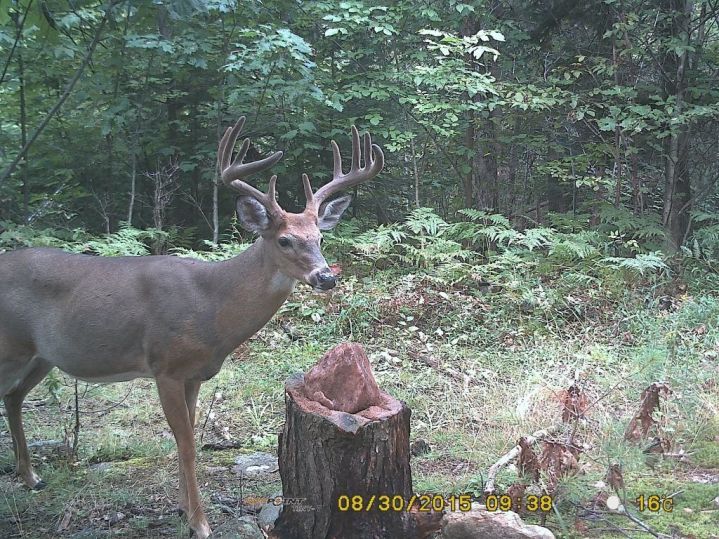 Les salines; chapitre final. Louis Gagnon