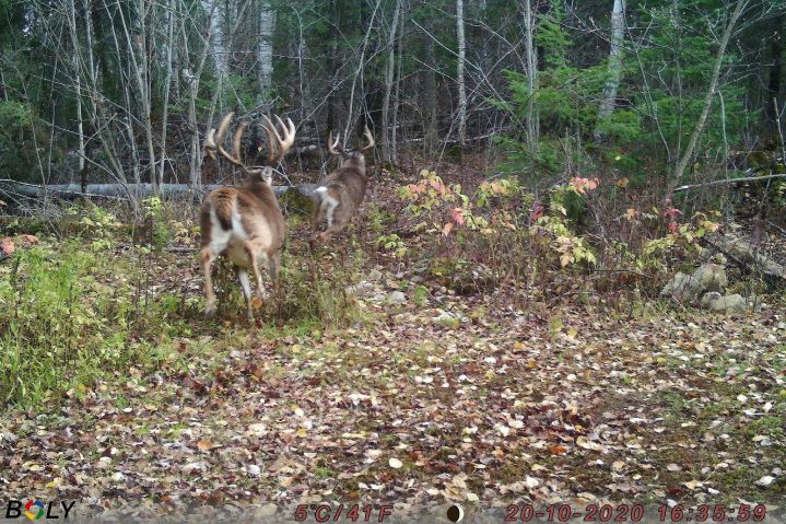 entrevue de 90 min sur prospection trophée, 1ère étape. Louis Gagnon