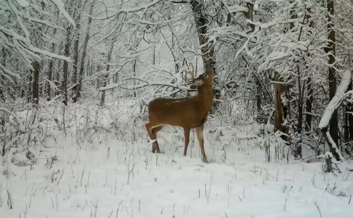 La chasse commence demain pour moi. Louis Gagnon