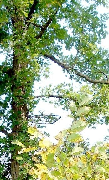 Tree-stand bien camouflé