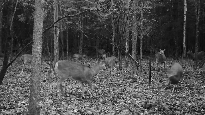 Est-ce que vous comprenez la densité et pensez que les chevreuils tournent nocturnes? 1h15 d'entrevue. Louis Gagnon