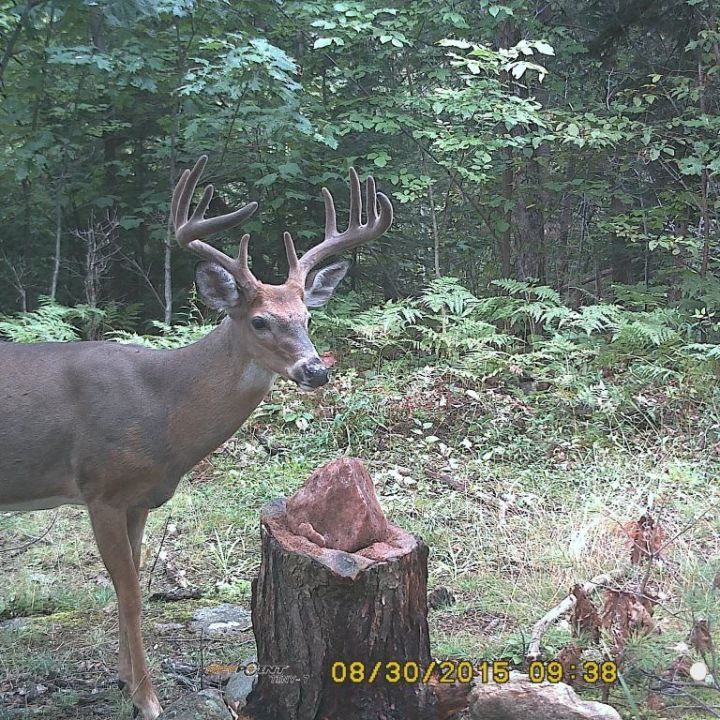 Les salines; chapitre final. Louis Gagnon