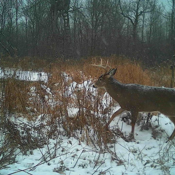 une année dans la vie d'un buck dominant