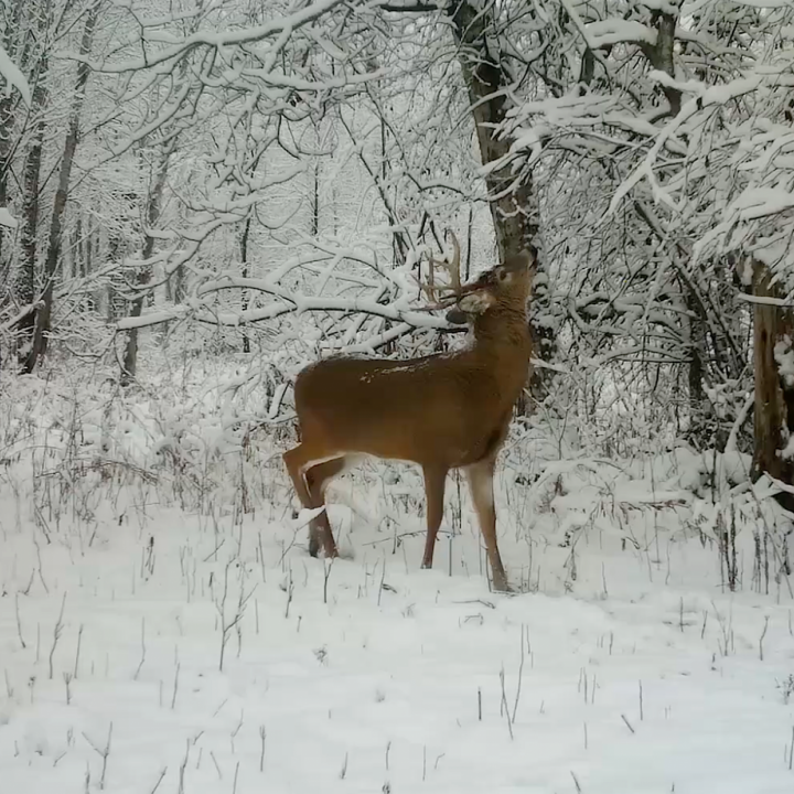 La chasse commence demain pour moi. Louis Gagnon