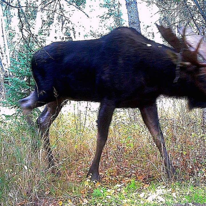 Trois points importants à considérer ( suite de ma chasse avec Jason) par Louis Gagnon