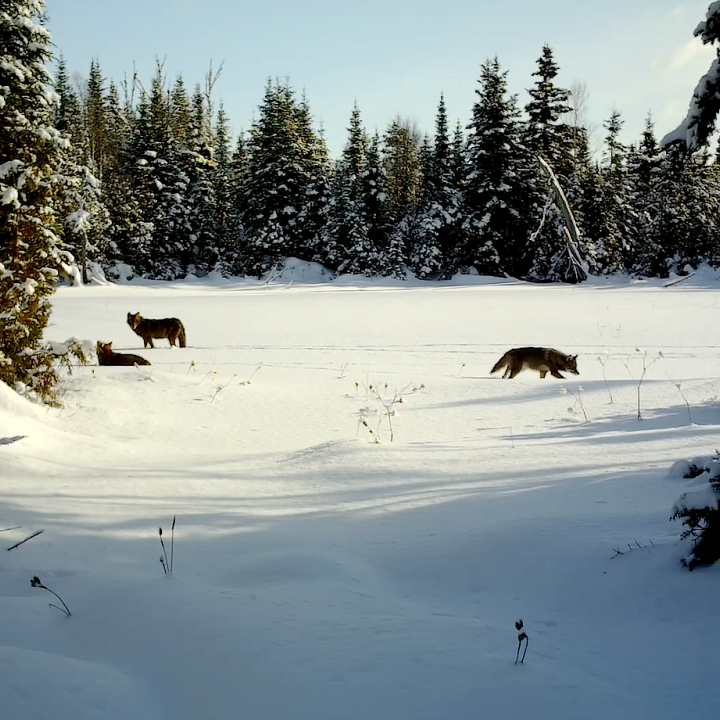 Le coyote hybride; sa situation, son histoire et comment en faire le contrôle pour améliorer votre sort. Louis Gagnon