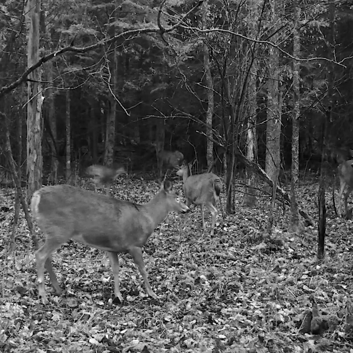Est-ce que vous comprenez la densité et pensez que les chevreuils tournent nocturnes? 1h15 d'entrevue. Louis Gagnon